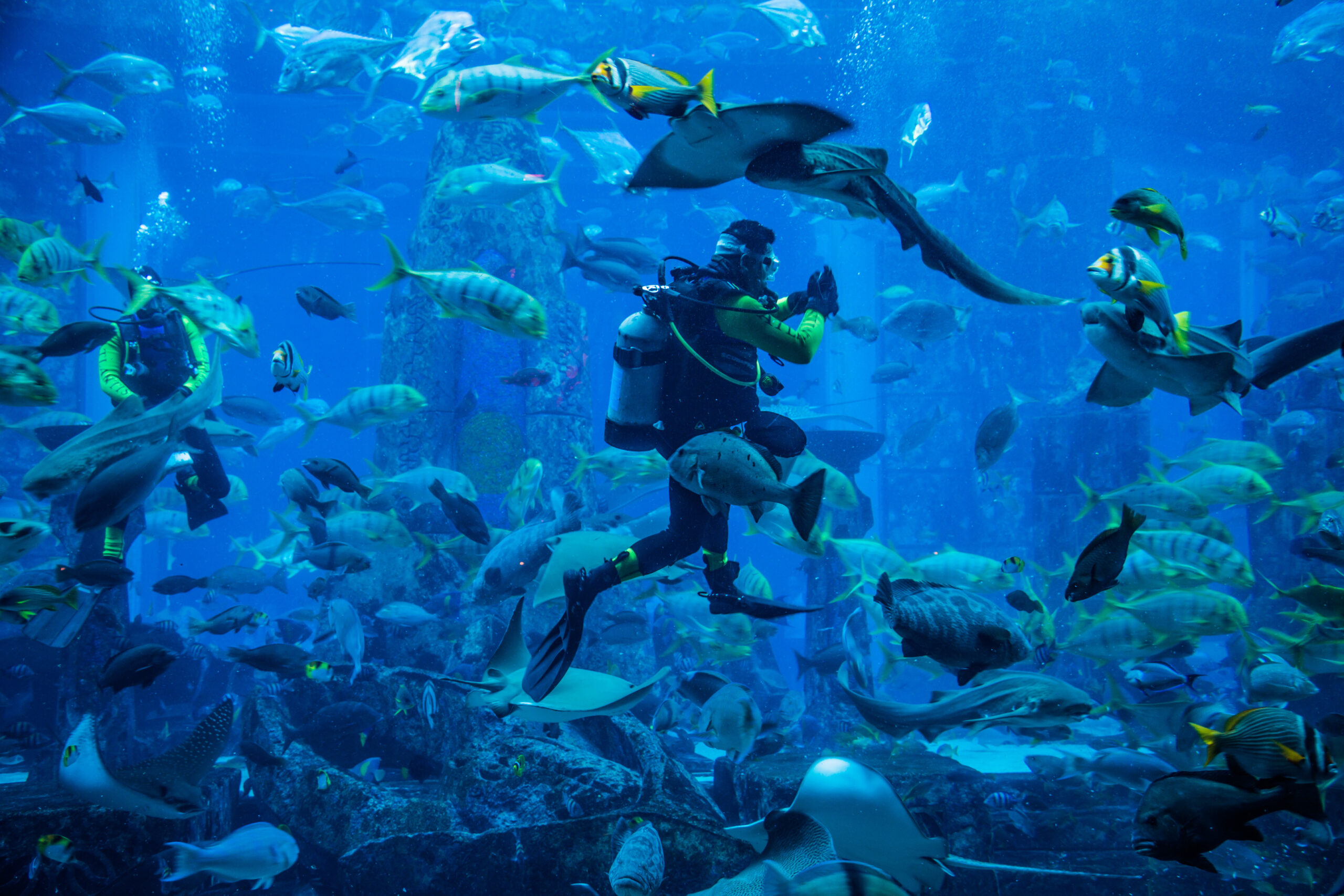Dubai Aquarium and Underwater Zoo - Diver