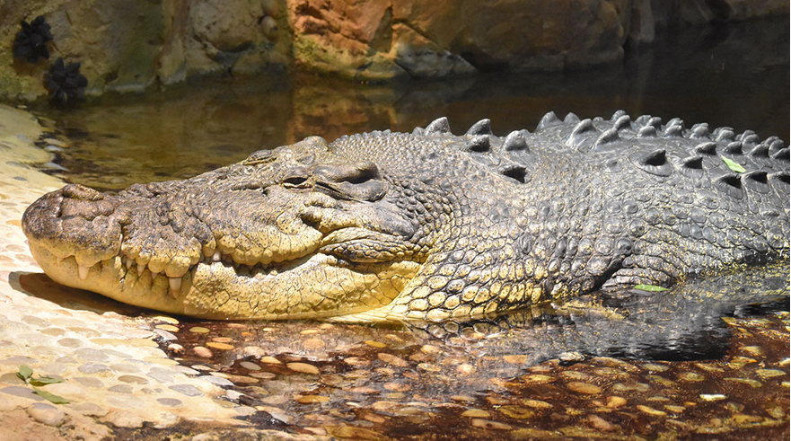 Dubai Aquarium and Underwater Zoo - King Croc