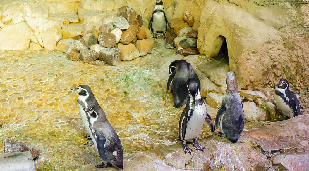 Dubai Aquarium and Underwater Zoo - Penguin Encounter