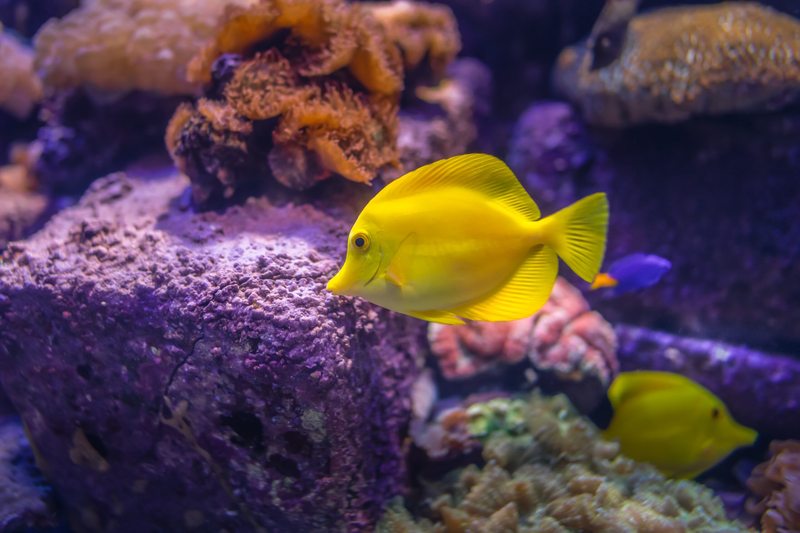 Lost Chambers Aquarium Dubai - Fish