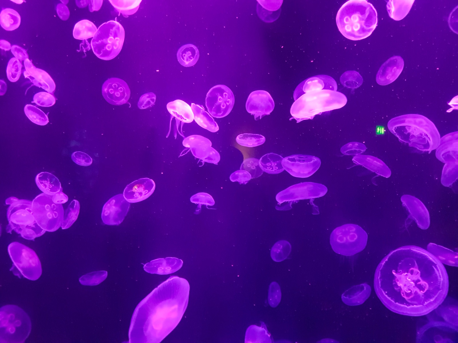 Lost Chambers Aquarium Dubai - Jelly fish