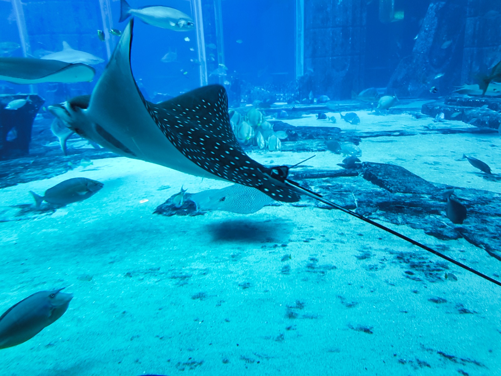 Lost Chambers Aquarium Dubai - Ray