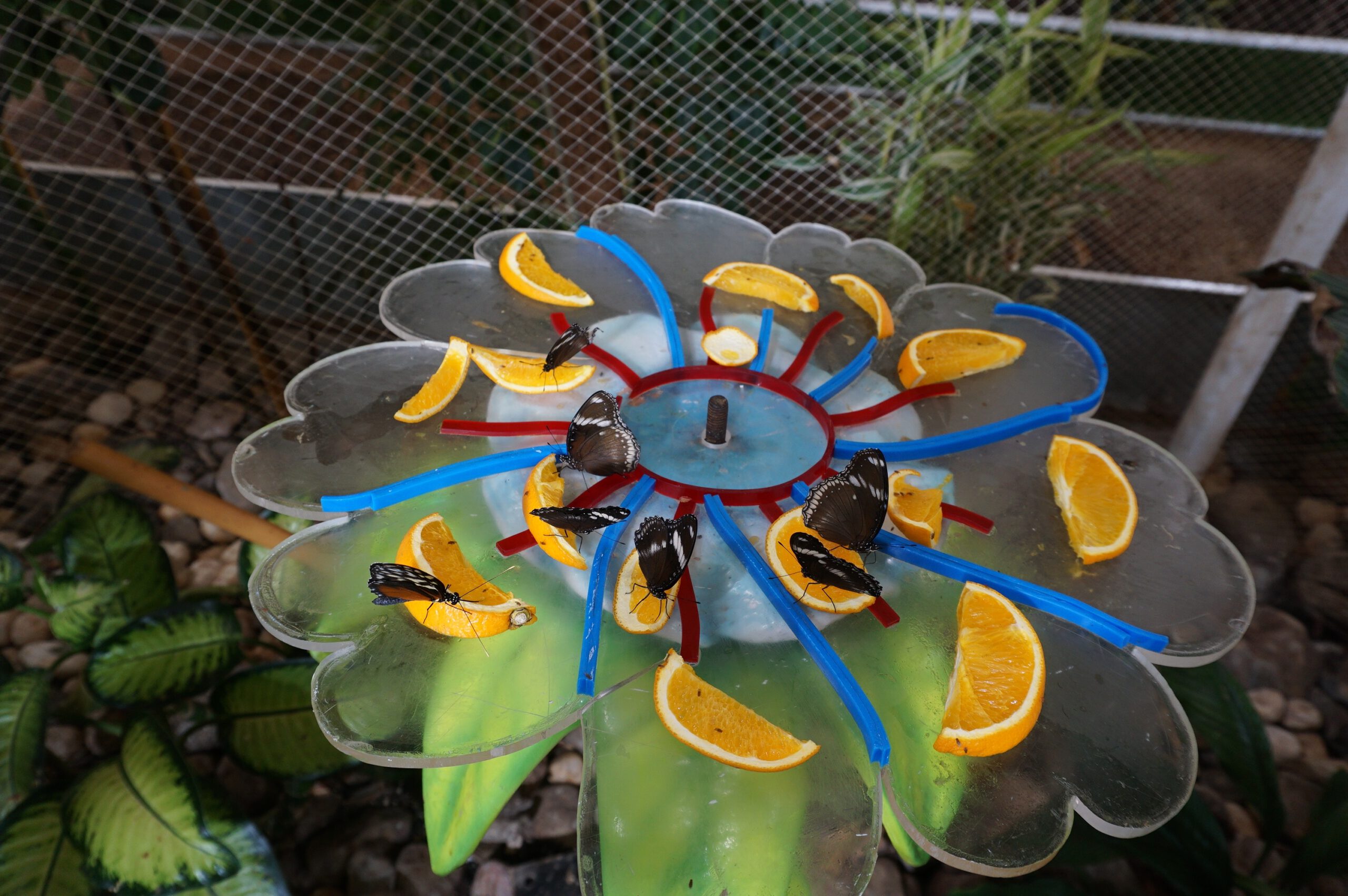 Dubai Butterfly Garden - Feeding station