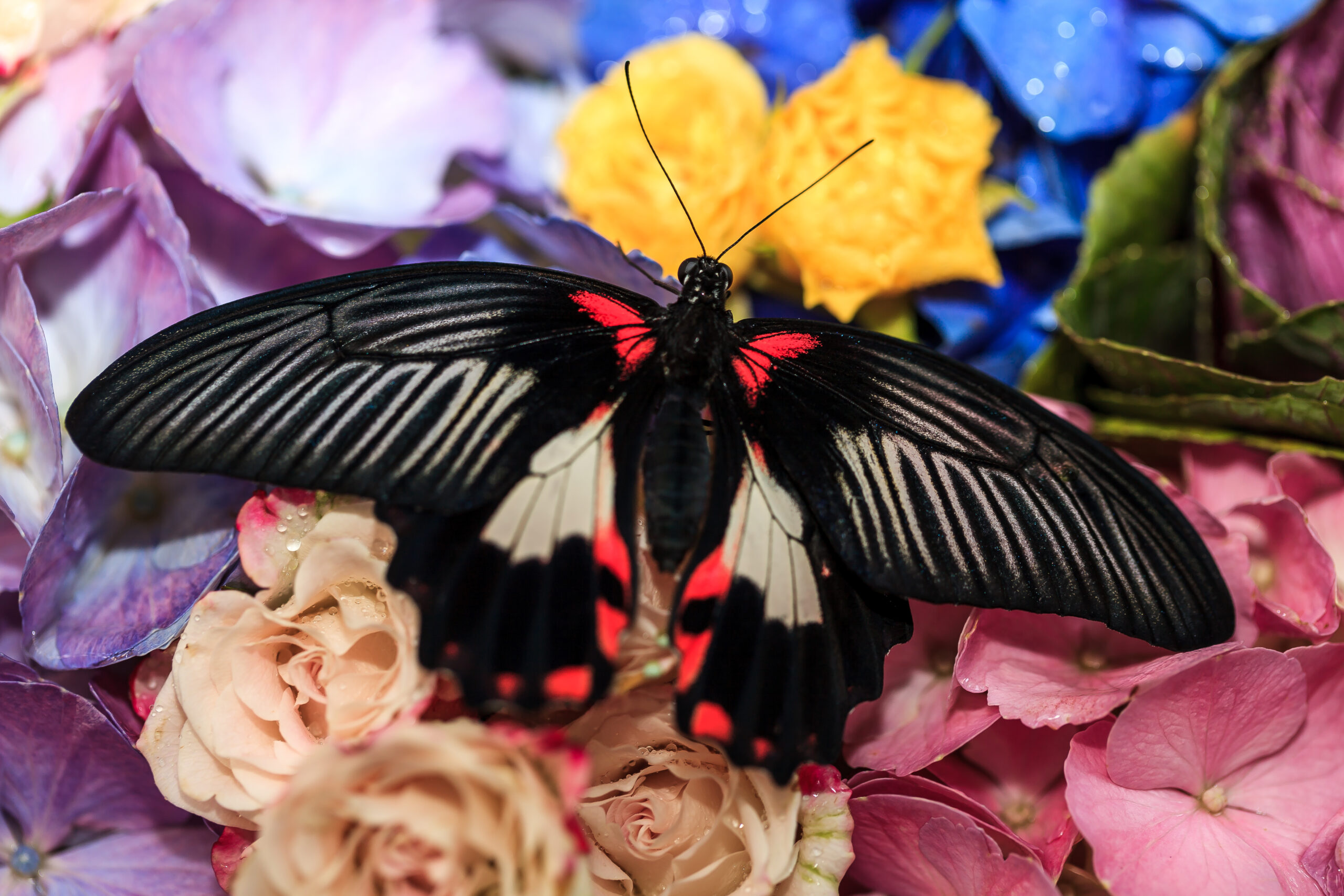 Dubai Butterfly Garden - Largest butterfly park