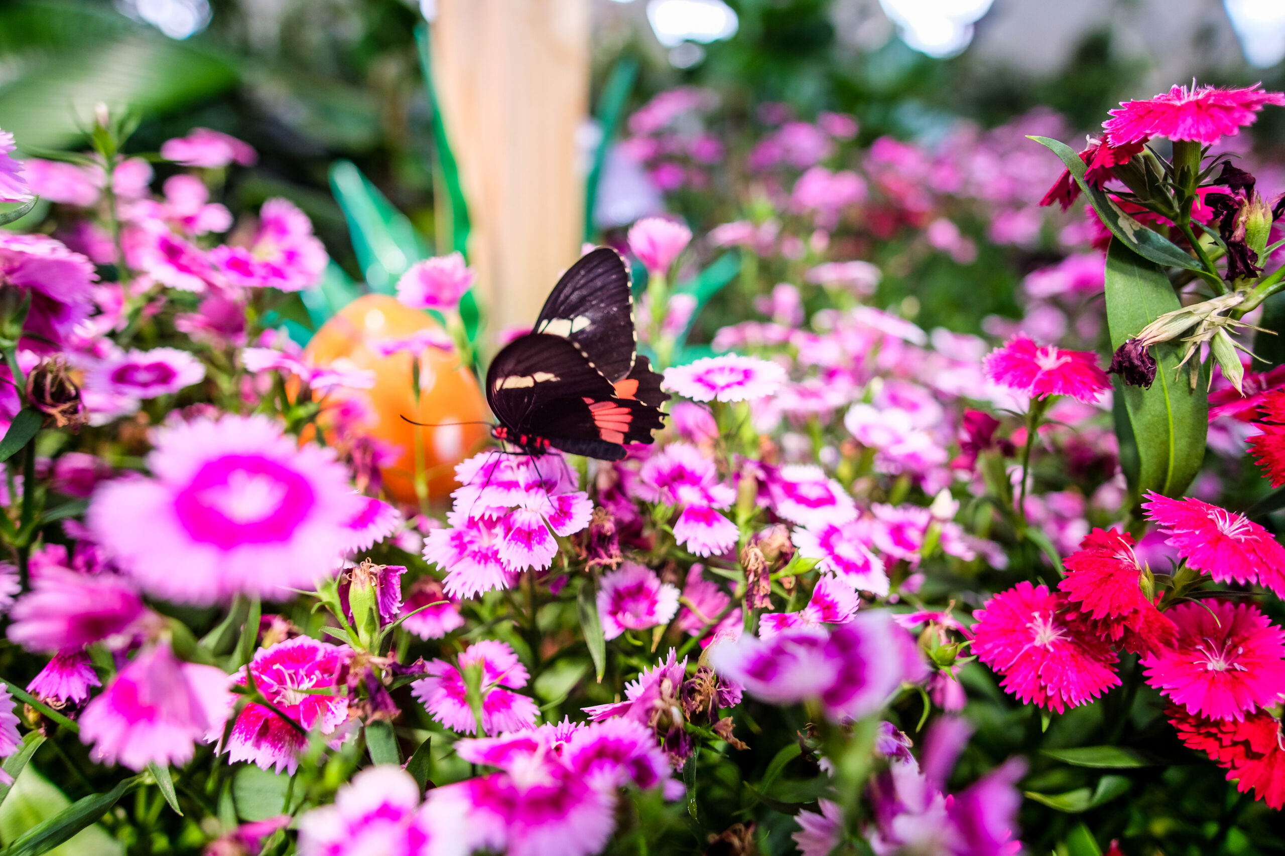 Dubai Butterfly Garden - Longwing butterfly