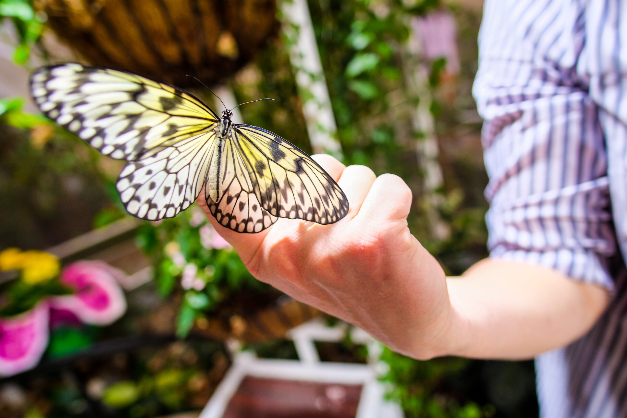 Dubai Butterfly Garden - Yellow Rice Paper Butterfly