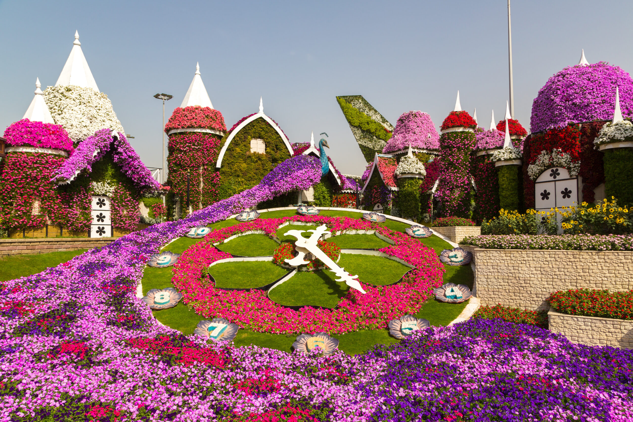 Dubai Miracle Garden - Floral clock