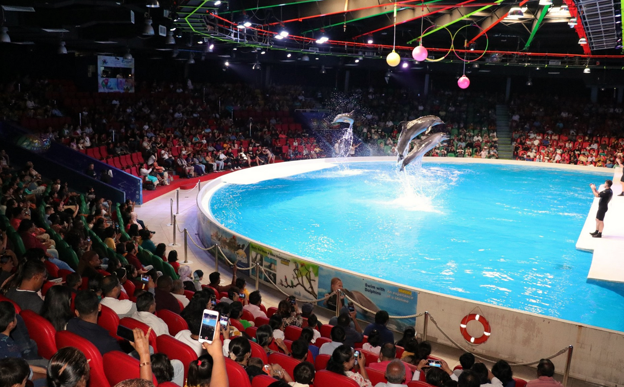 Dubai Dolphinarium - Creek park dolphin show
