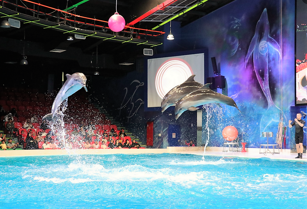 Dubai Dolphinarium - Dolphin and seal show