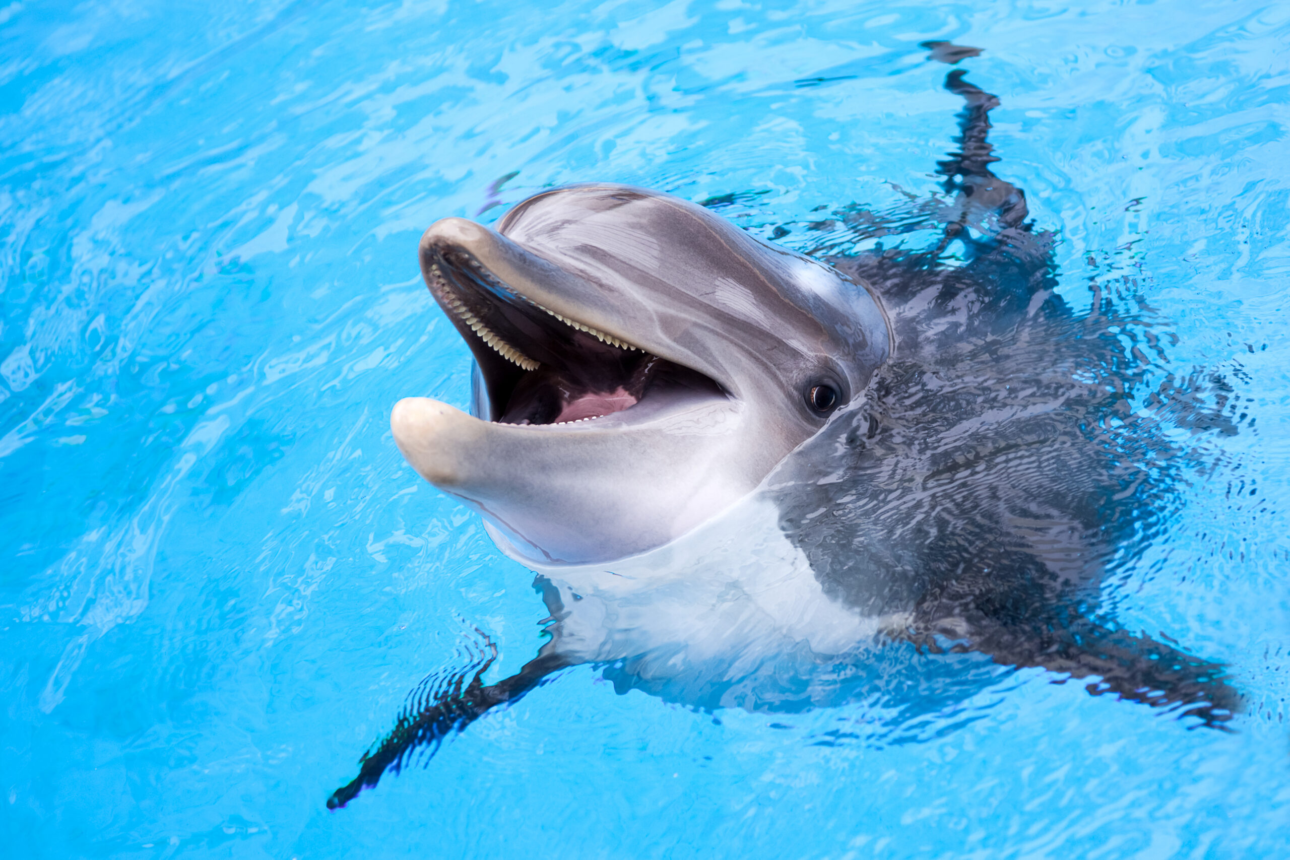 Dubai Dolphinarium - Happy dolphin