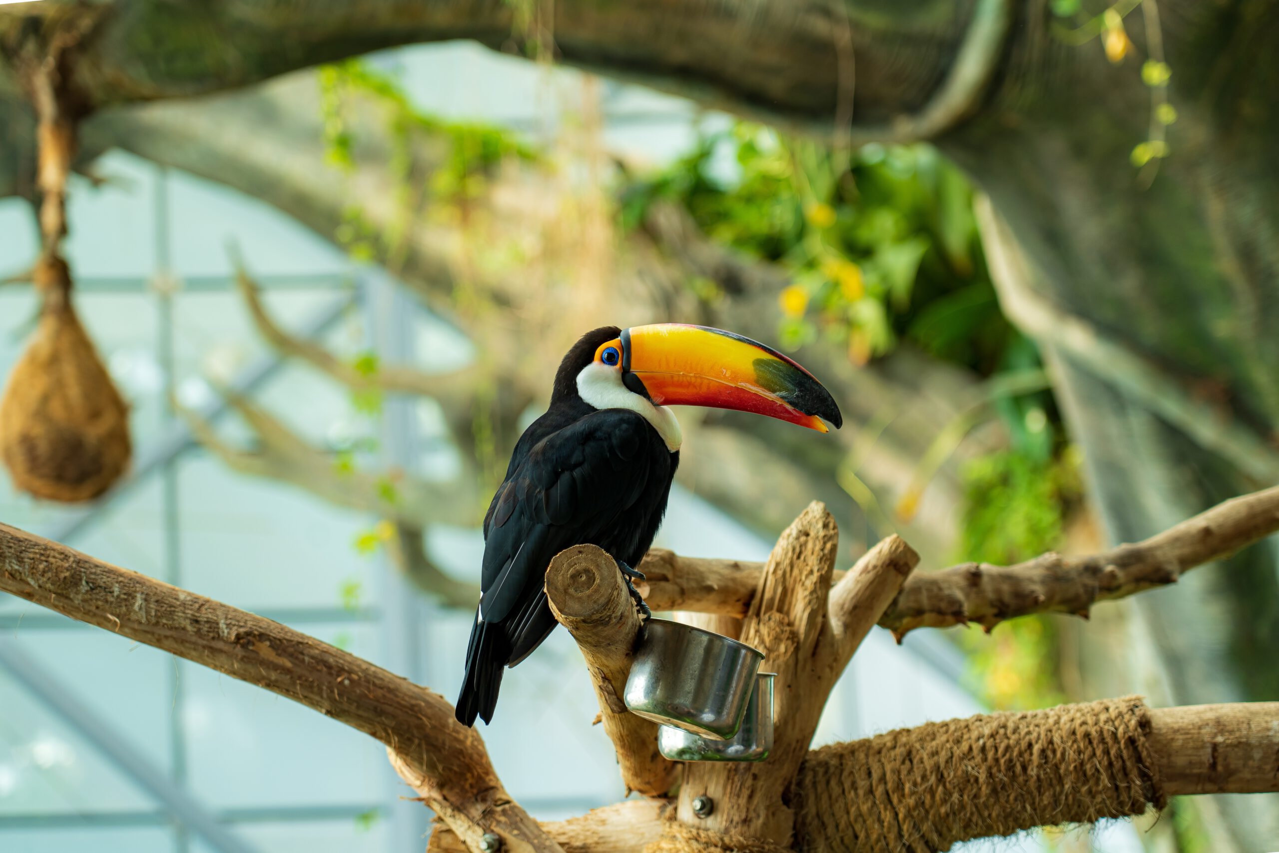 The Green Planet Dubai - Black toucan