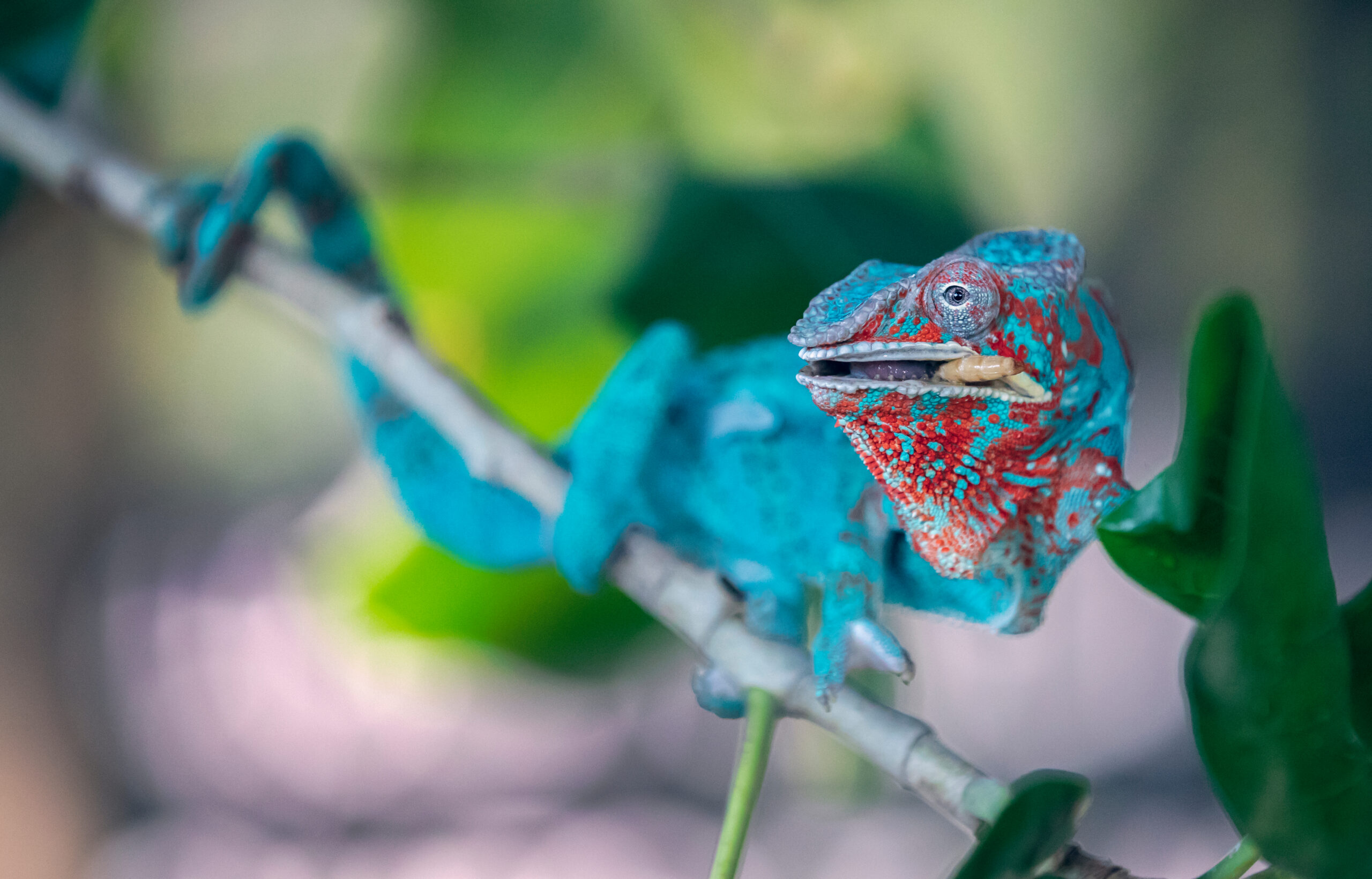 The Green Planet Dubai - Blue chameleon