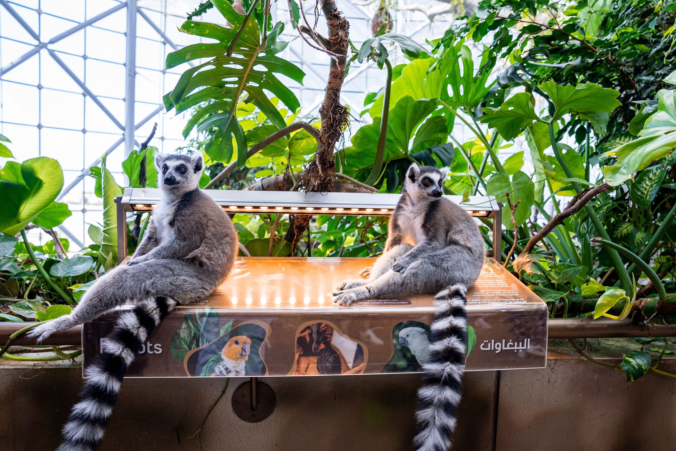 The Green Planet Dubai - Ring-taled lemurs