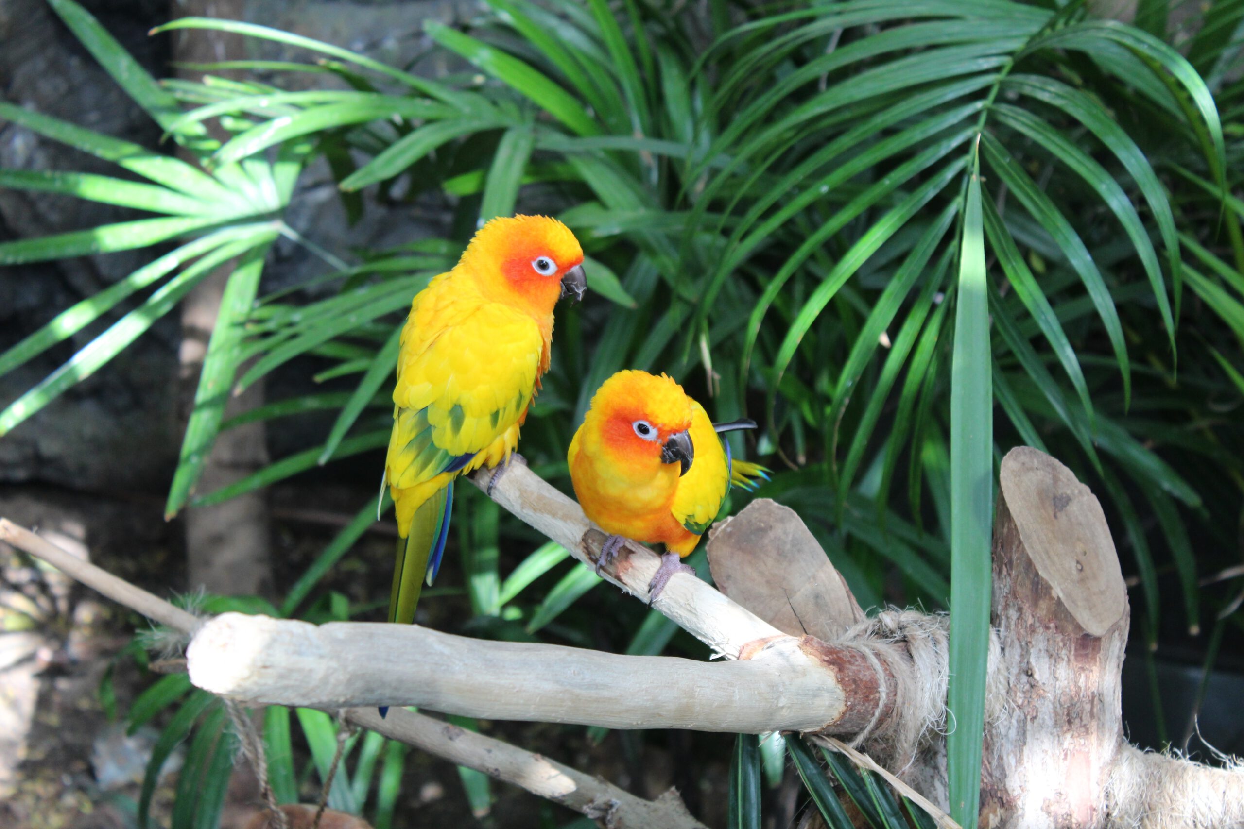 The Green Planet Dubai - Yellow parrots