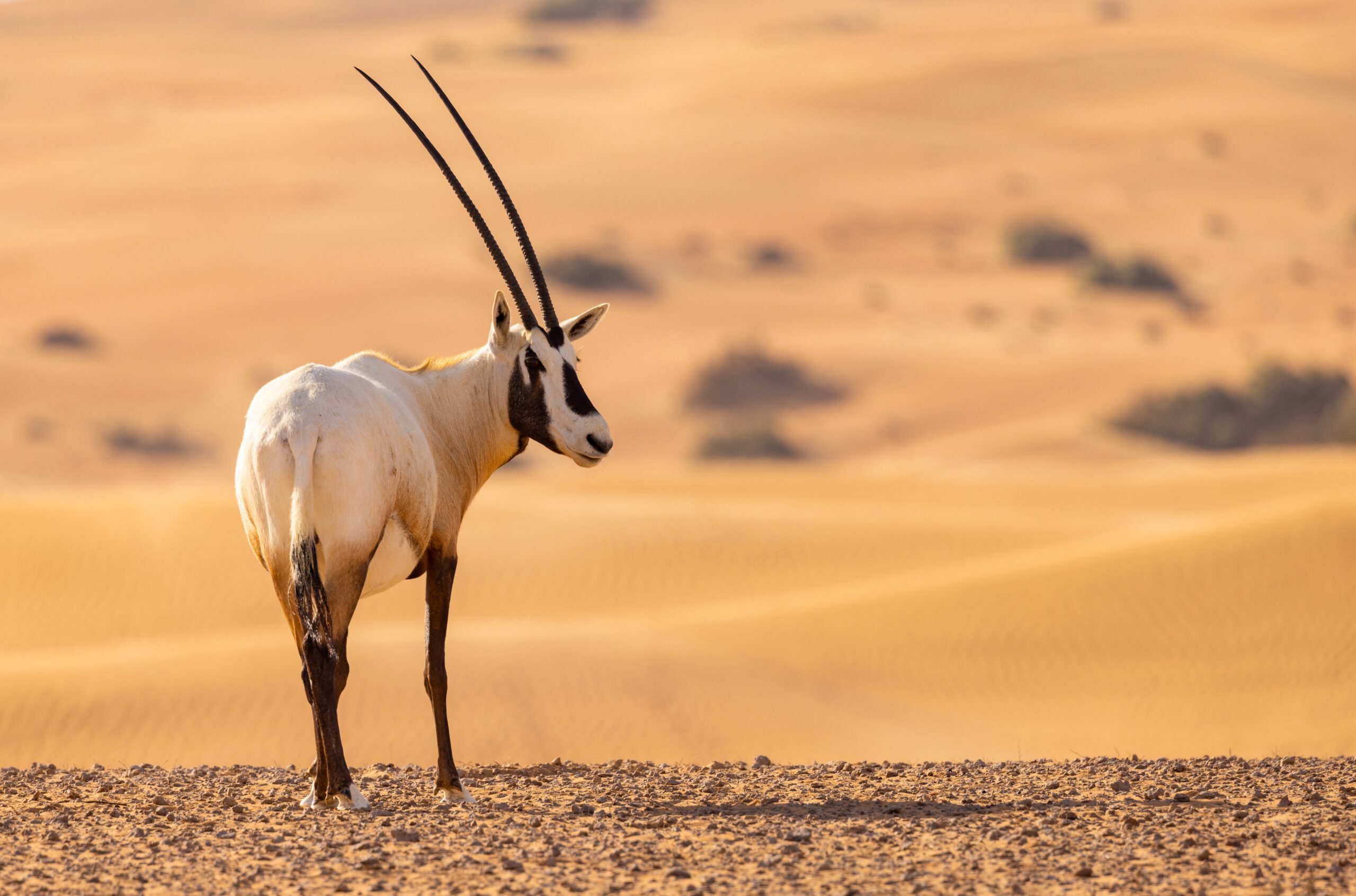 Dubai Safari Park - Arabian Oryx