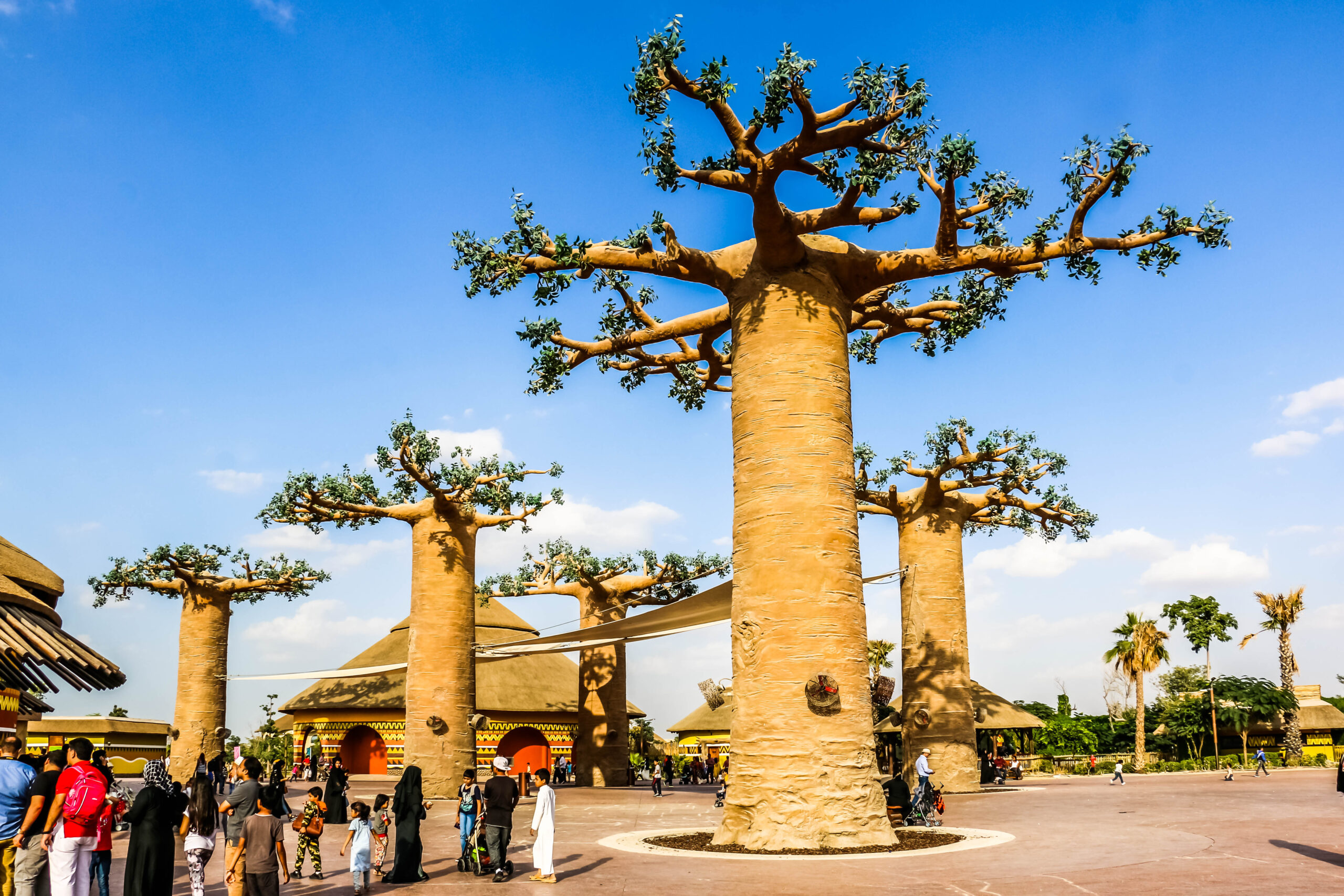 Dubai Safari Park - Baobabs