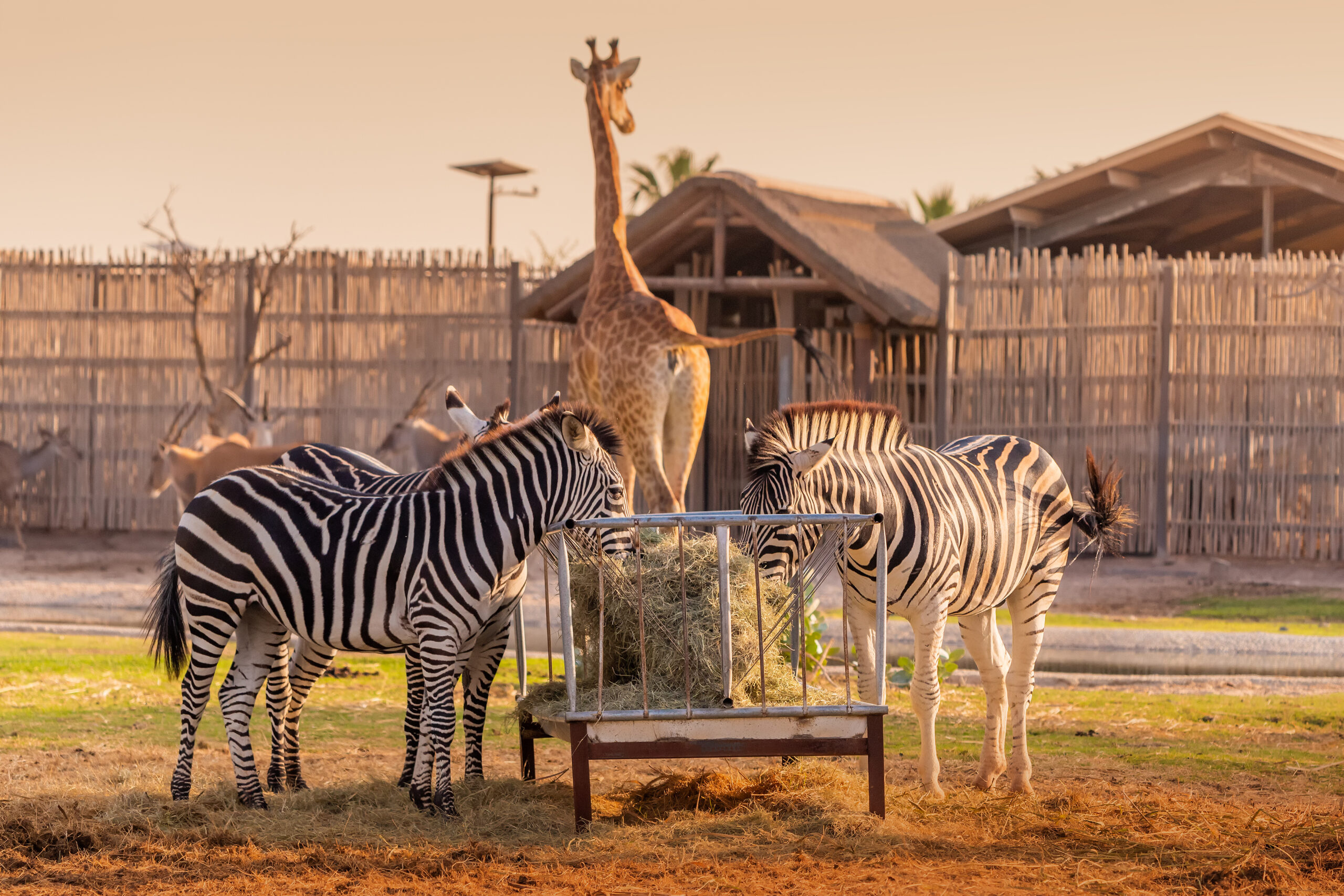 Dubai Safari Park - Wildlife animals