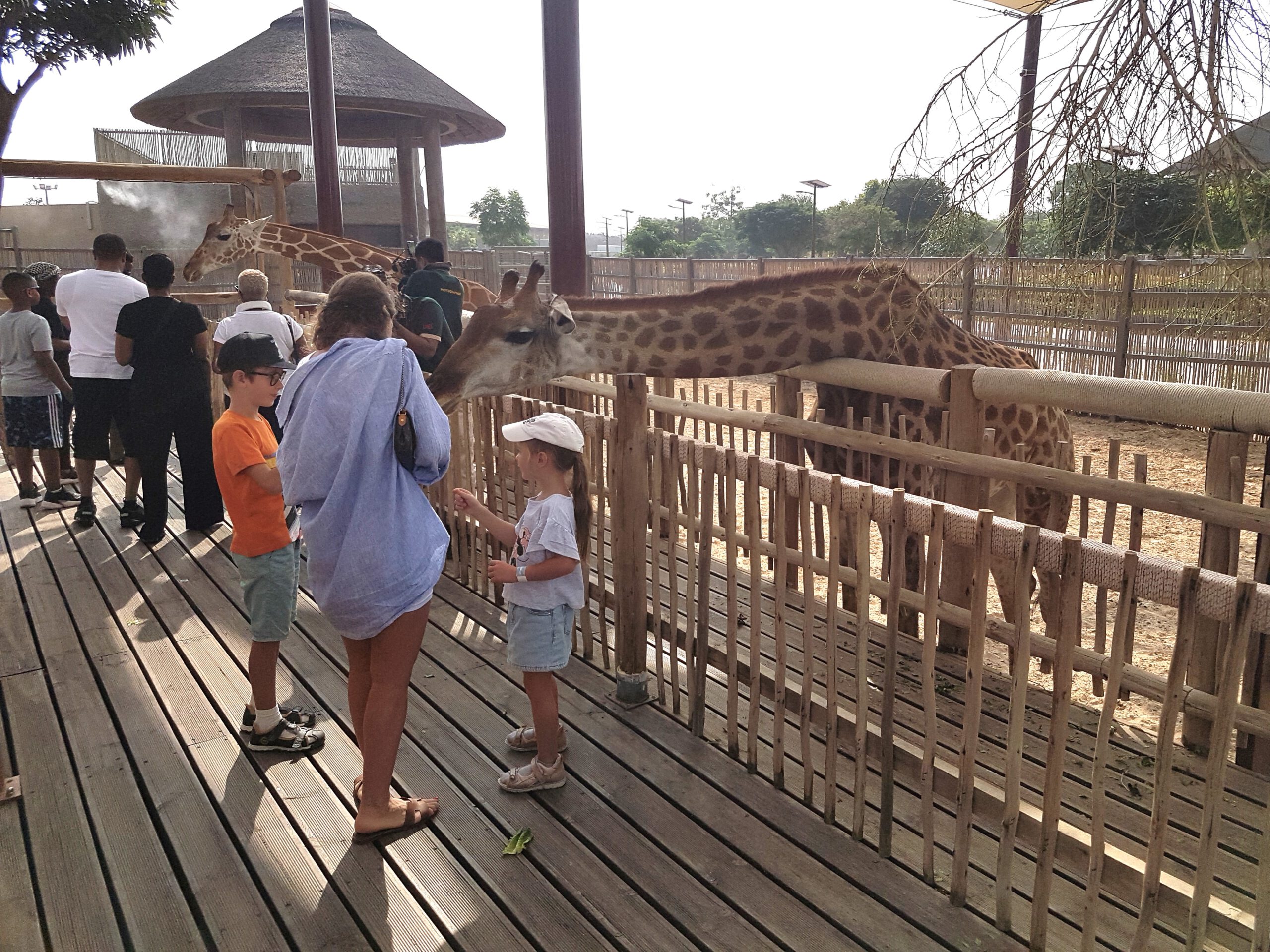 Dubai Safari Park - Animal feeding